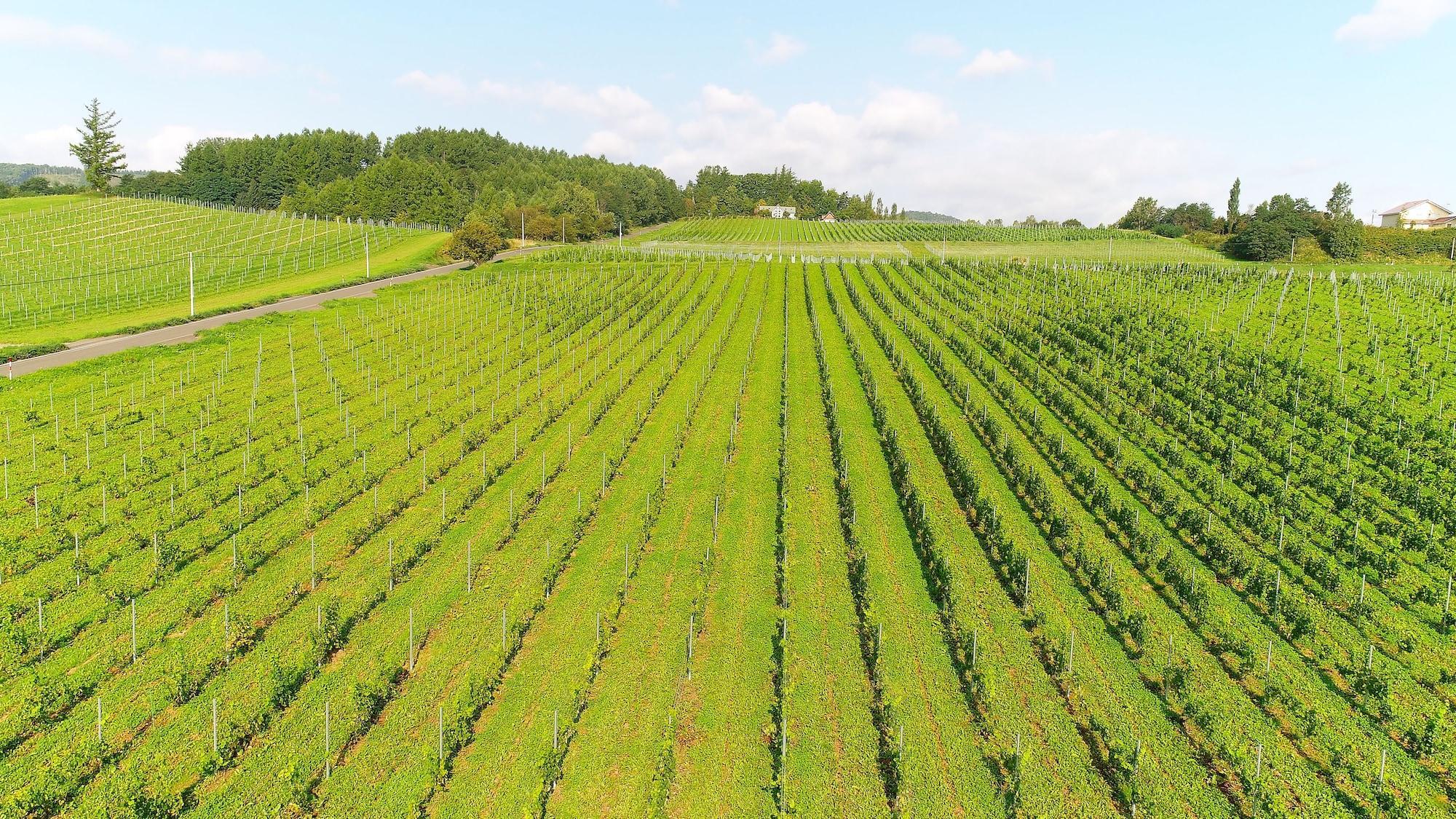 Winery Hotel And Condominium Hitohana Фурано Екстер'єр фото