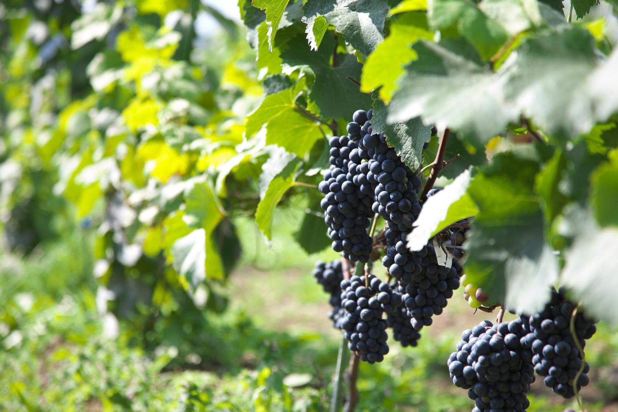 Winery Hotel And Condominium Hitohana Фурано Екстер'єр фото