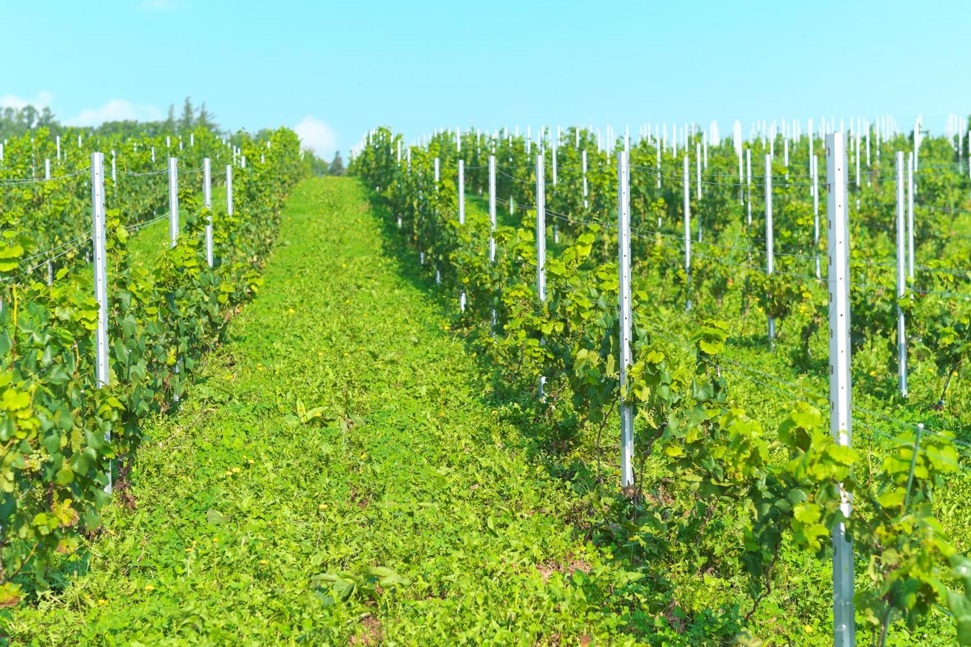 Winery Hotel And Condominium Hitohana Фурано Екстер'єр фото