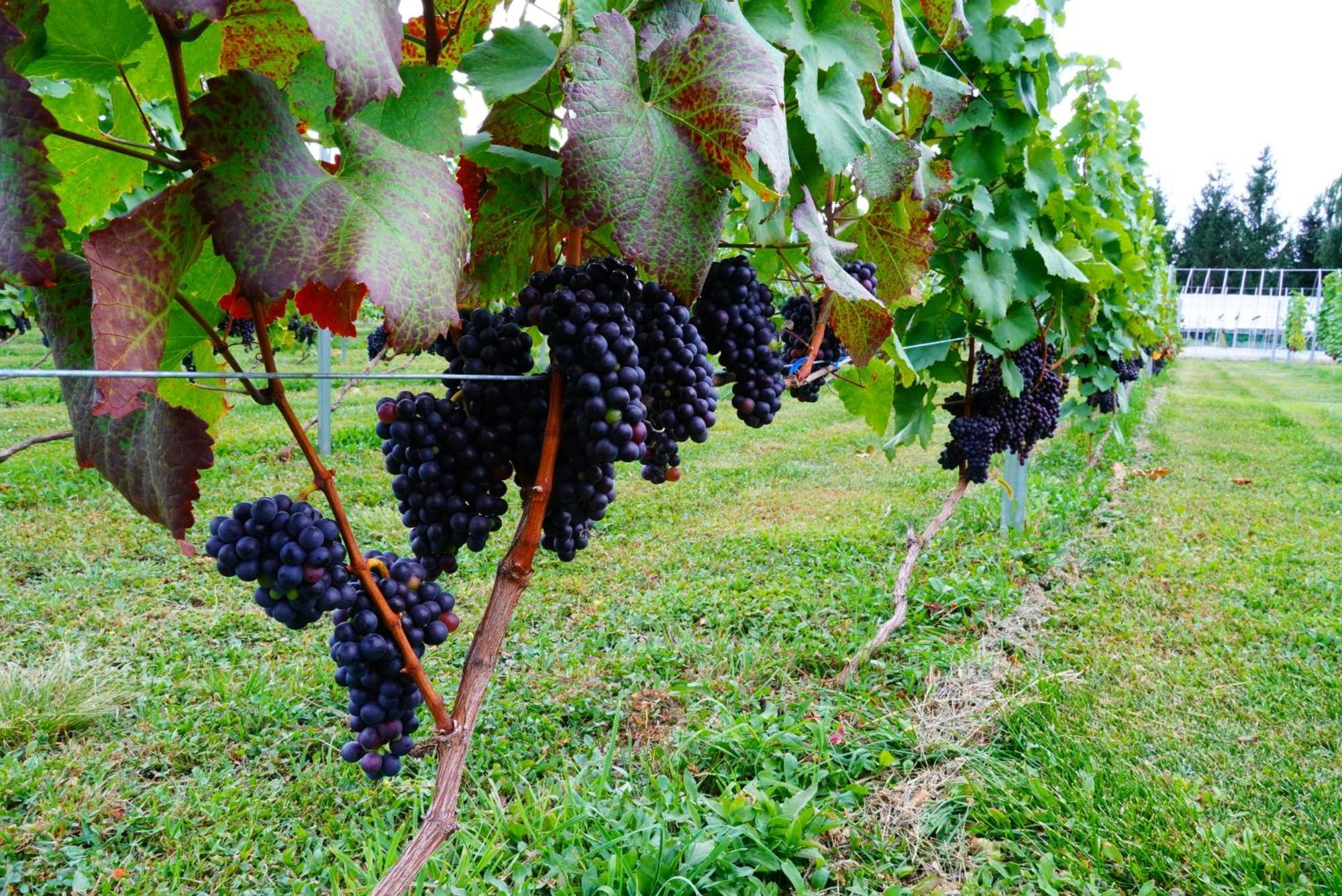 Winery Hotel And Condominium Hitohana Фурано Екстер'єр фото
